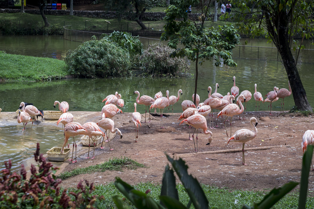 zoologico de-sao-paulo