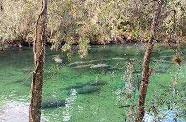 Orlando além dos parques Temáticos: Manatee Springs