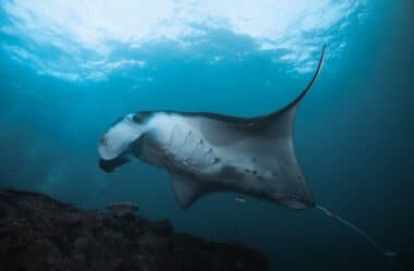 Mergulho com as raias mantas no Havaí: experiência fascinante!